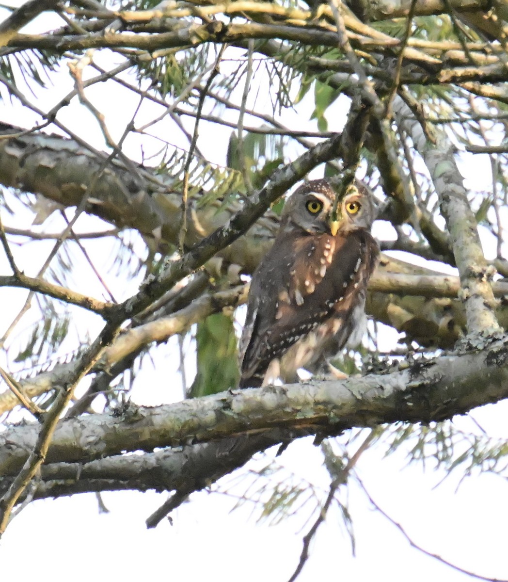 Pearl-spotted Owlet - ML644931099