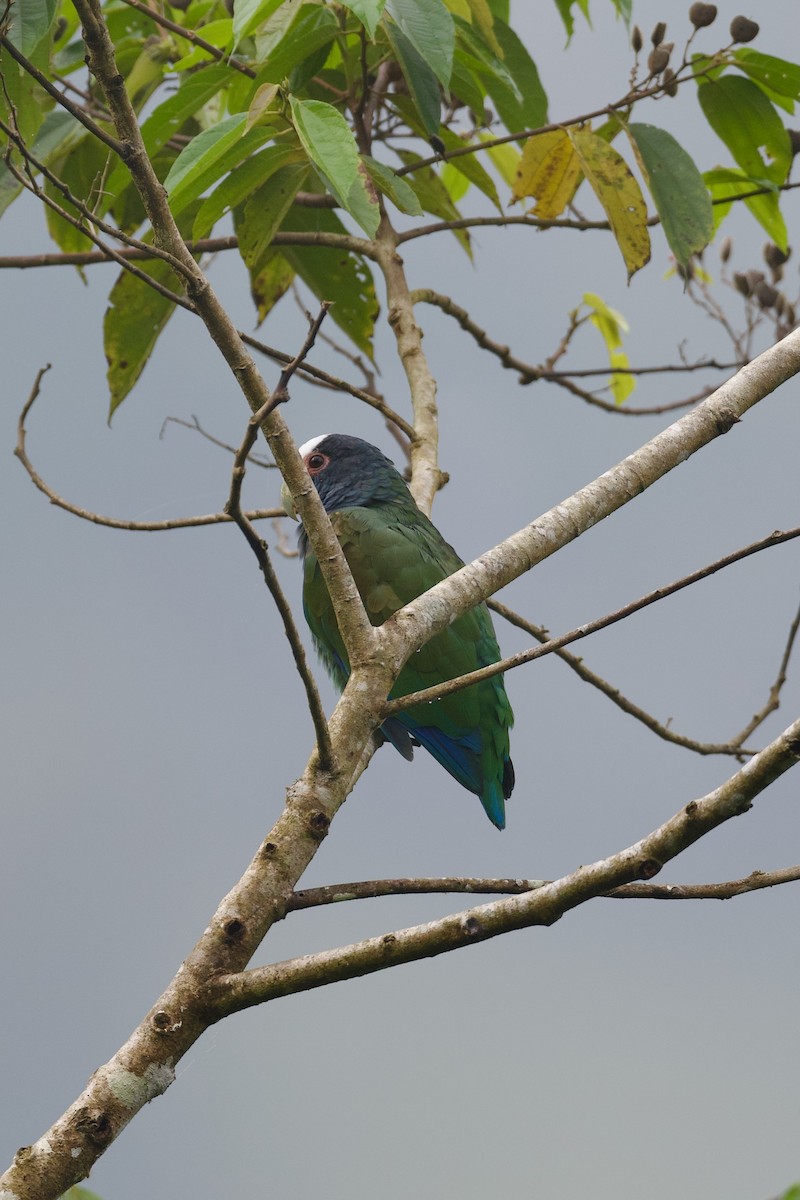 Loro Senil - ML644931101