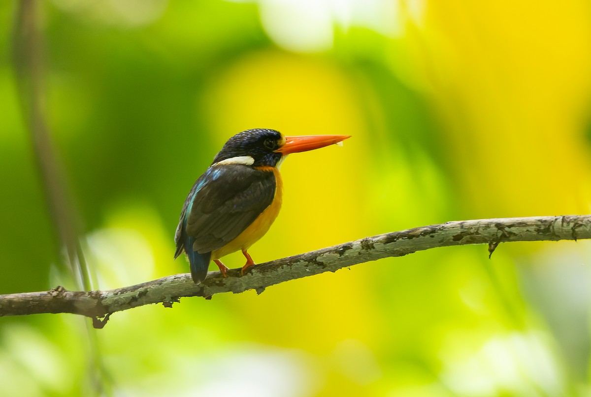 Martín Pigmeo de las Molucas (Molucas Norte) - ML644931151