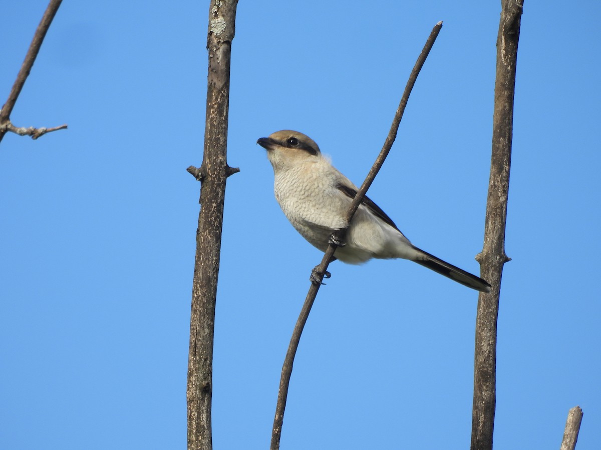 ťuhýk severní - ML644931161