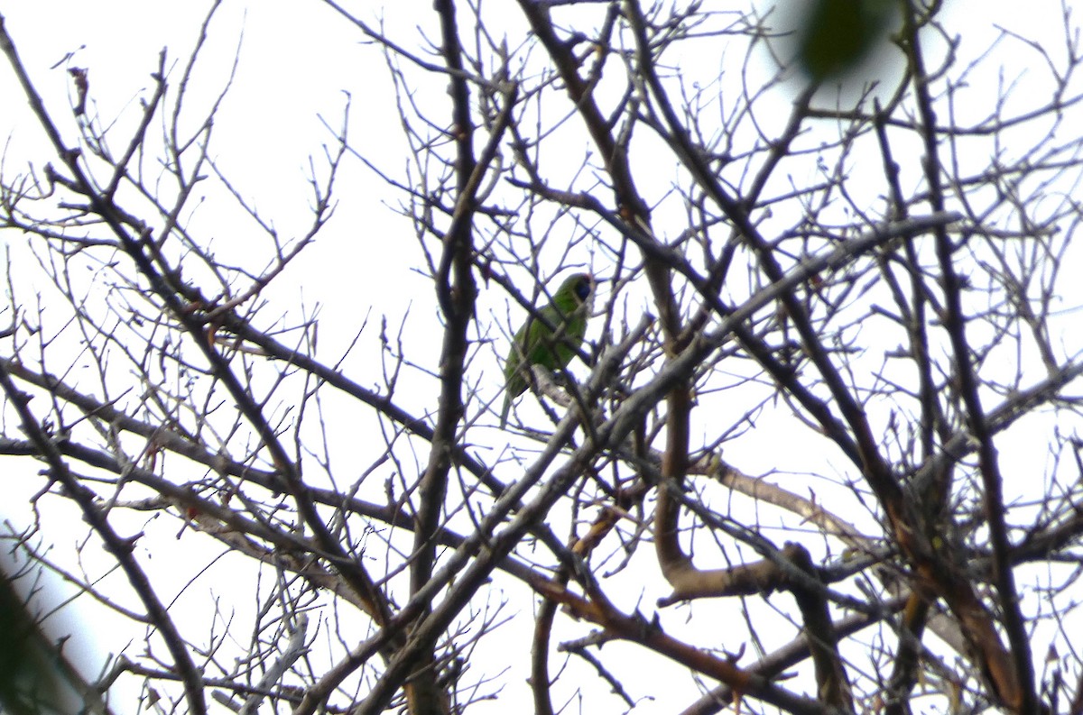 Golden-fronted Leafbird - ML644931168