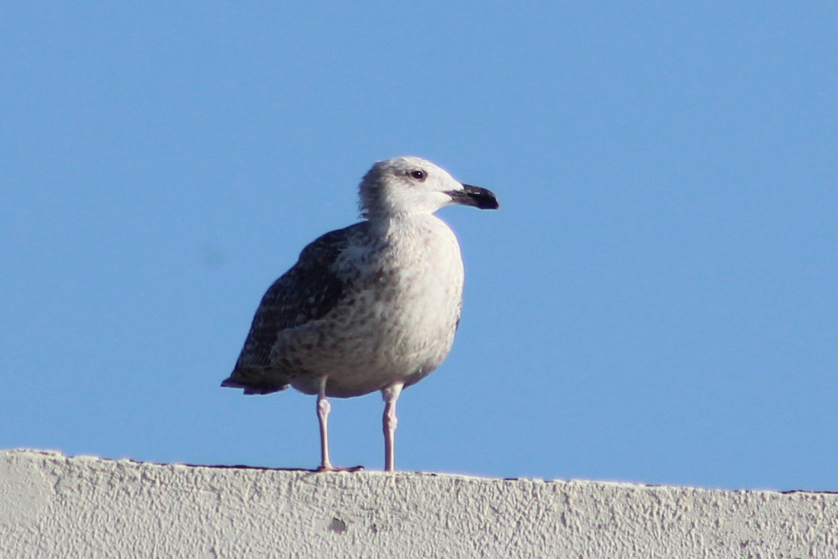 racek mořský - ML644931183