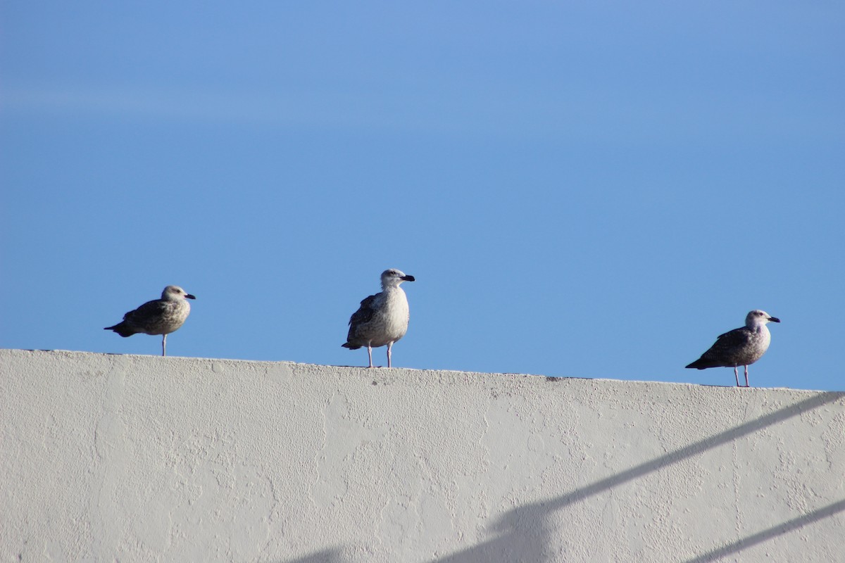 racek mořský - ML644931193