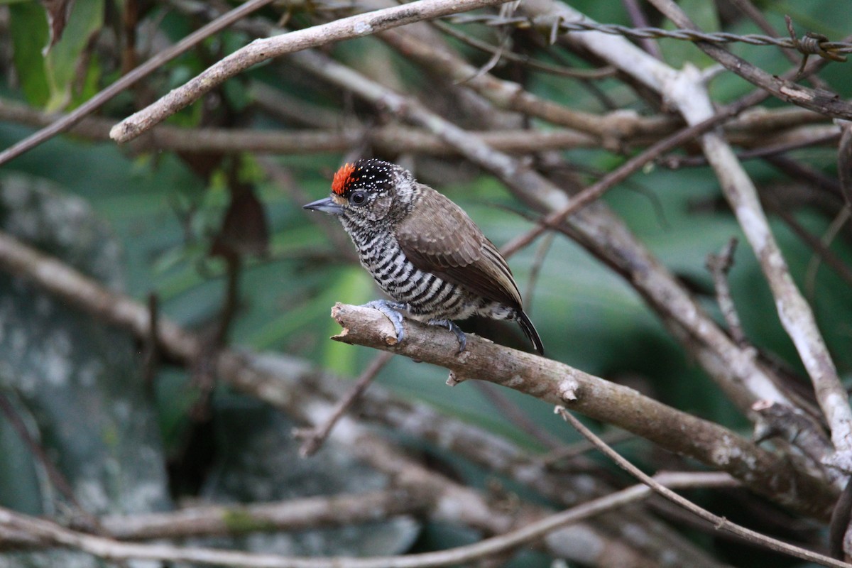 Carpinterito Variable - ML644931208