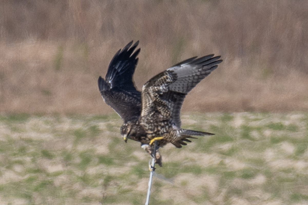 Swainson's Hawk - ML644931209