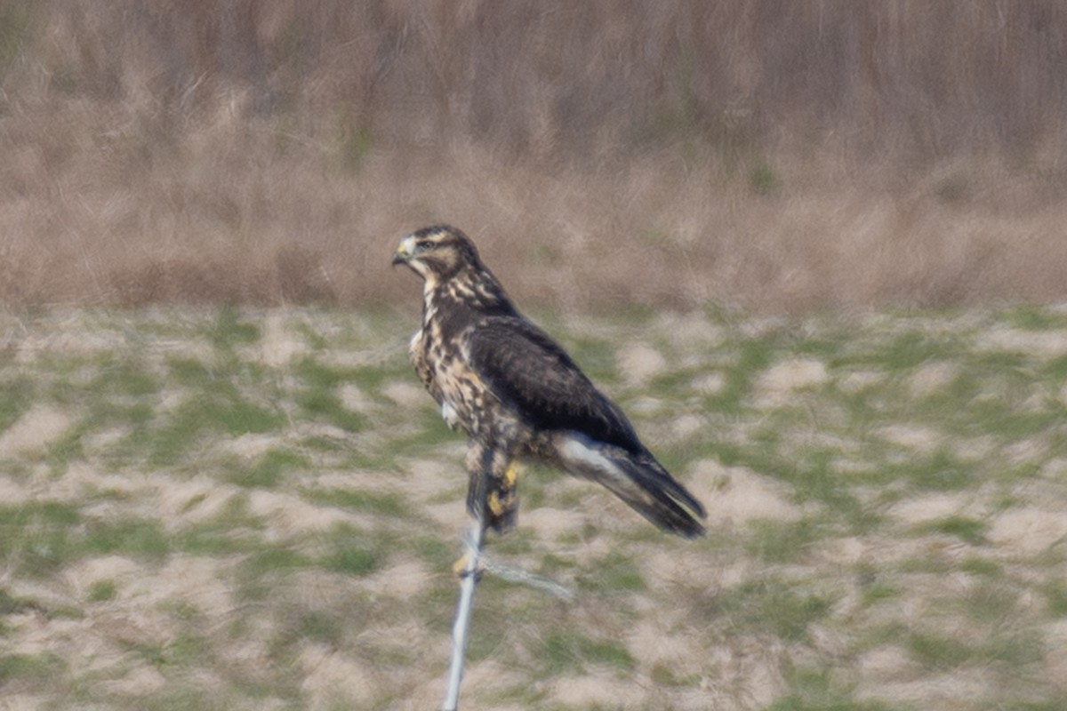 Swainson's Hawk - ML644931216