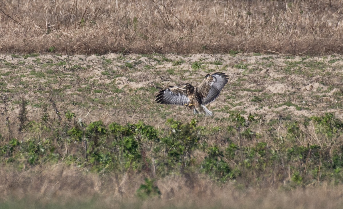 Swainson's Hawk - ML644931228