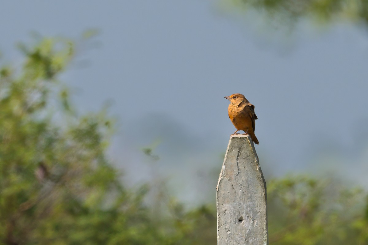 Rufous-tailed Lark - ML644931246