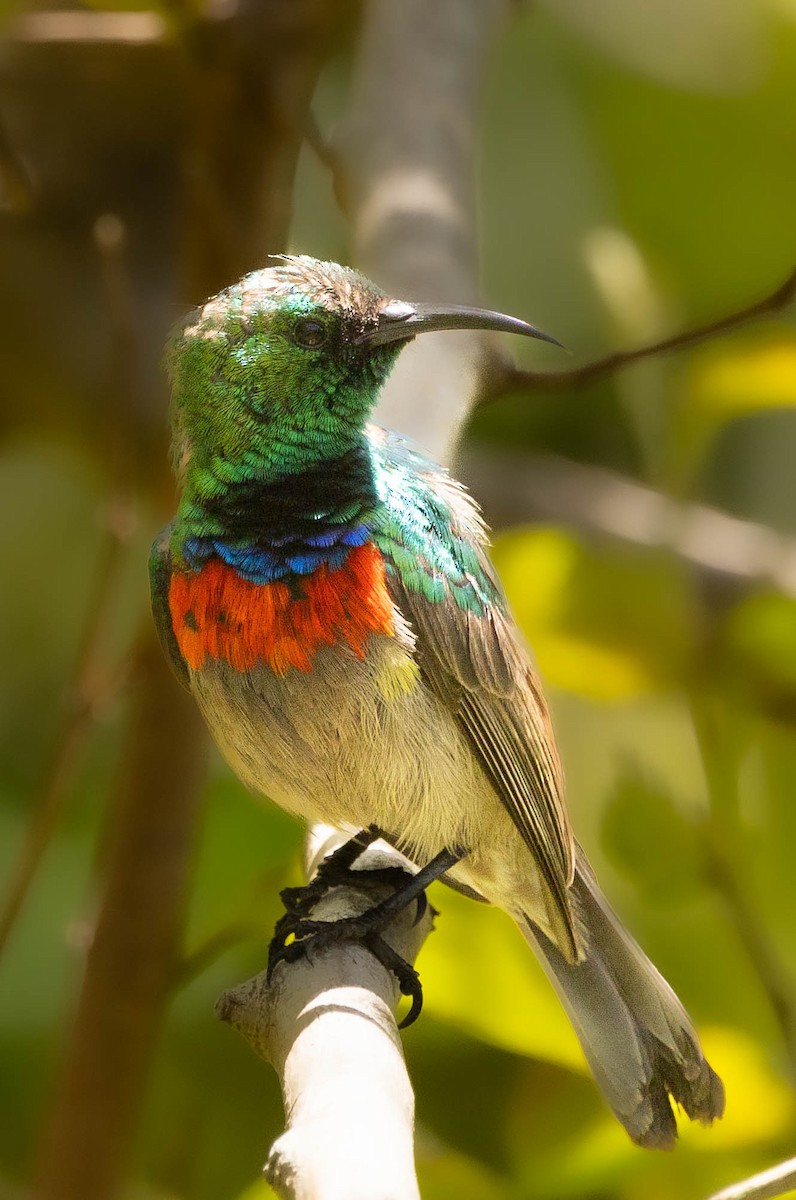 Güneyli Çift Kuşaklı Nektarkuşu - ML644931275