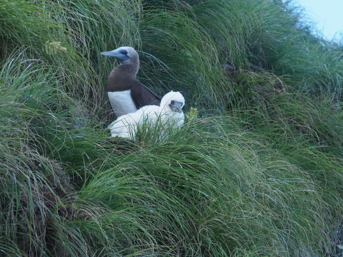 Cocos Booby - ML644931320