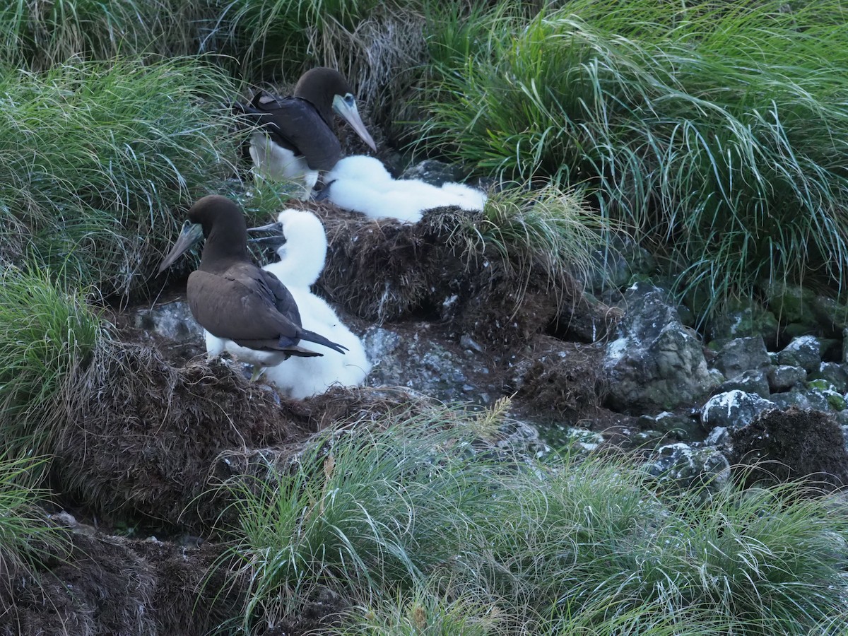 Cocos Booby - ML644931322