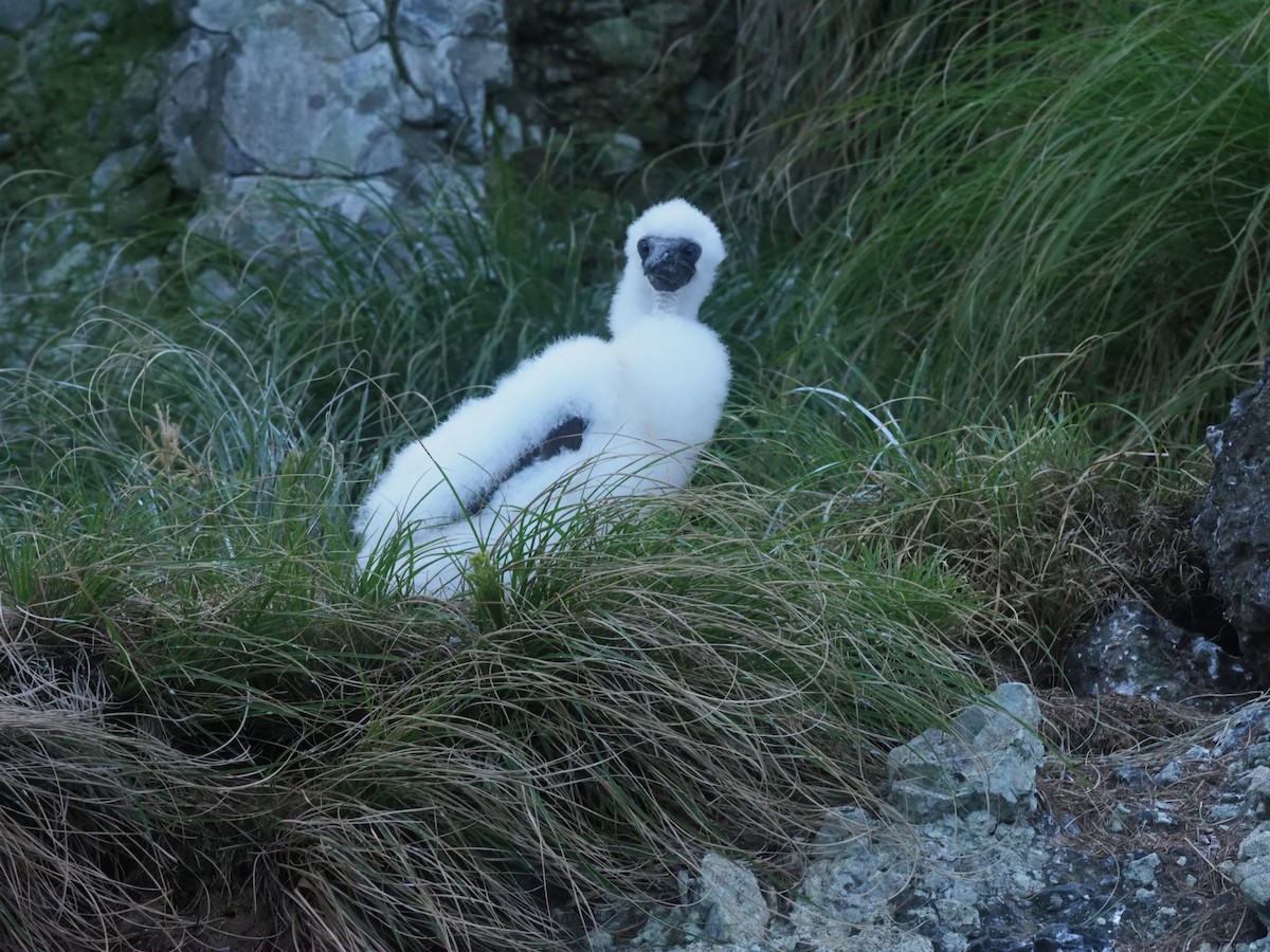 Cocos Booby - ML644931323