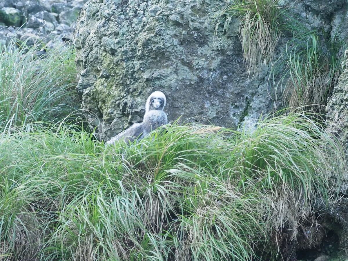 Cocos Booby - ML644931325