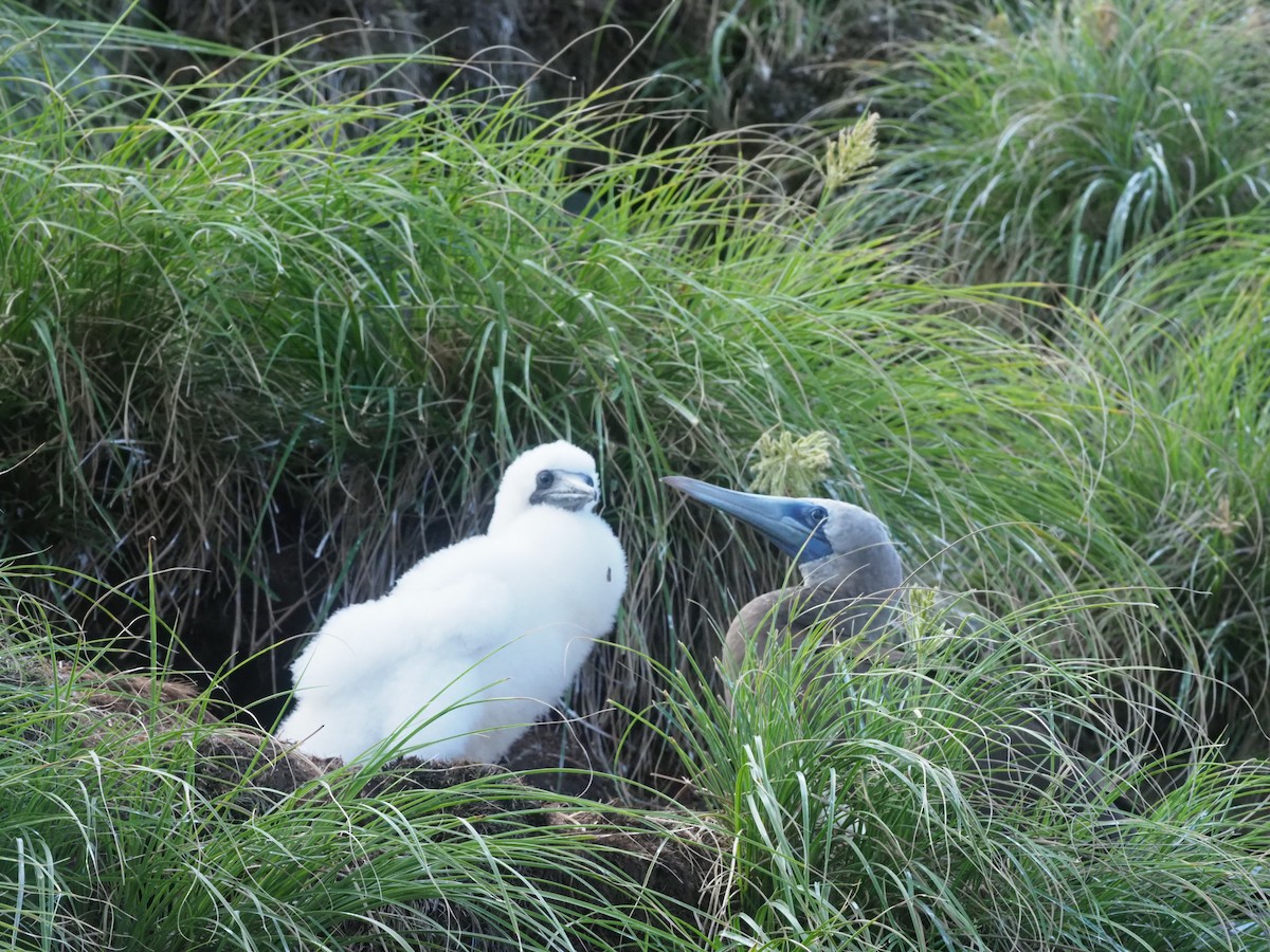 Cocos Booby - ML644931326