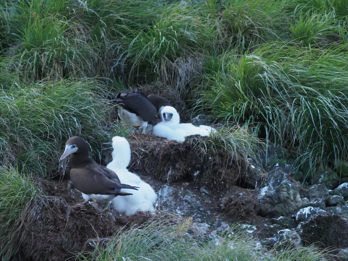 Cocos Booby - ML644931327