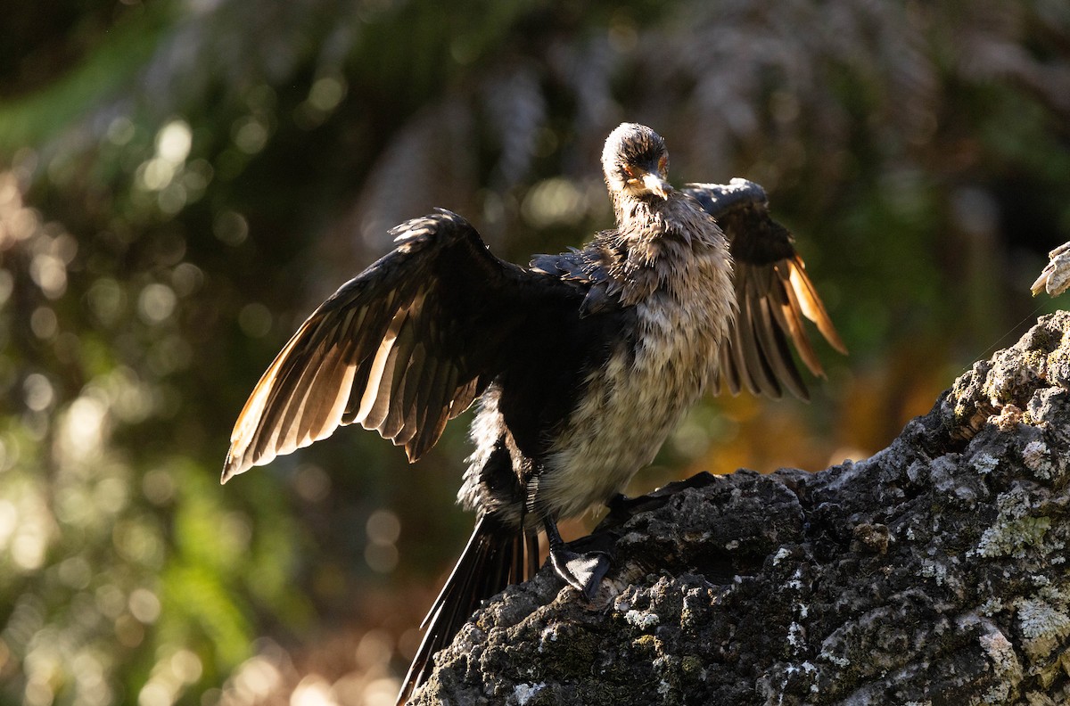 kormorán dlouhoocasý - ML644931340