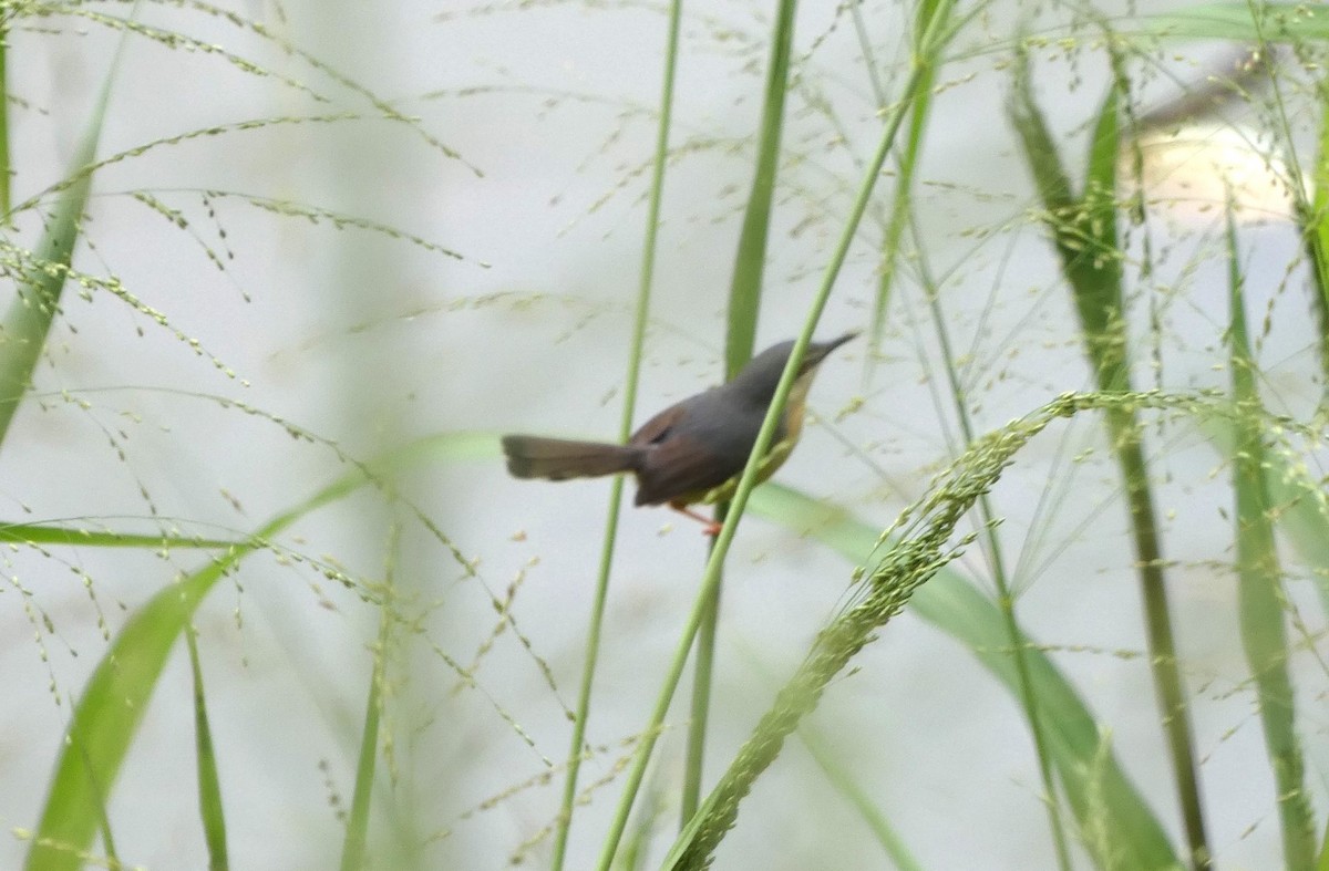 Ashy Prinia - ML644931346