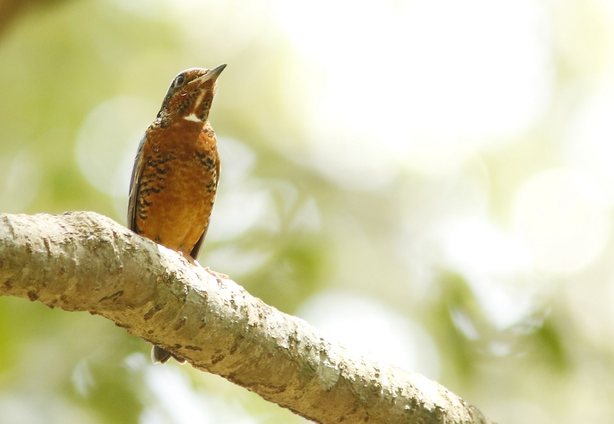 Ak Boğazlı Taşkızılı - ML644931348