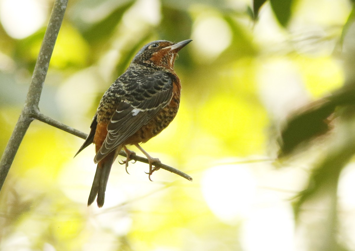 Ak Boğazlı Taşkızılı - ML644931349