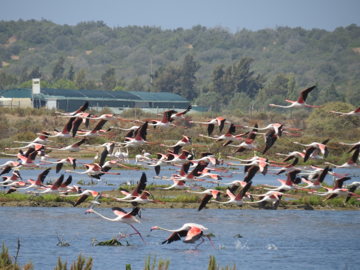 Greater Flamingo - ML644931356