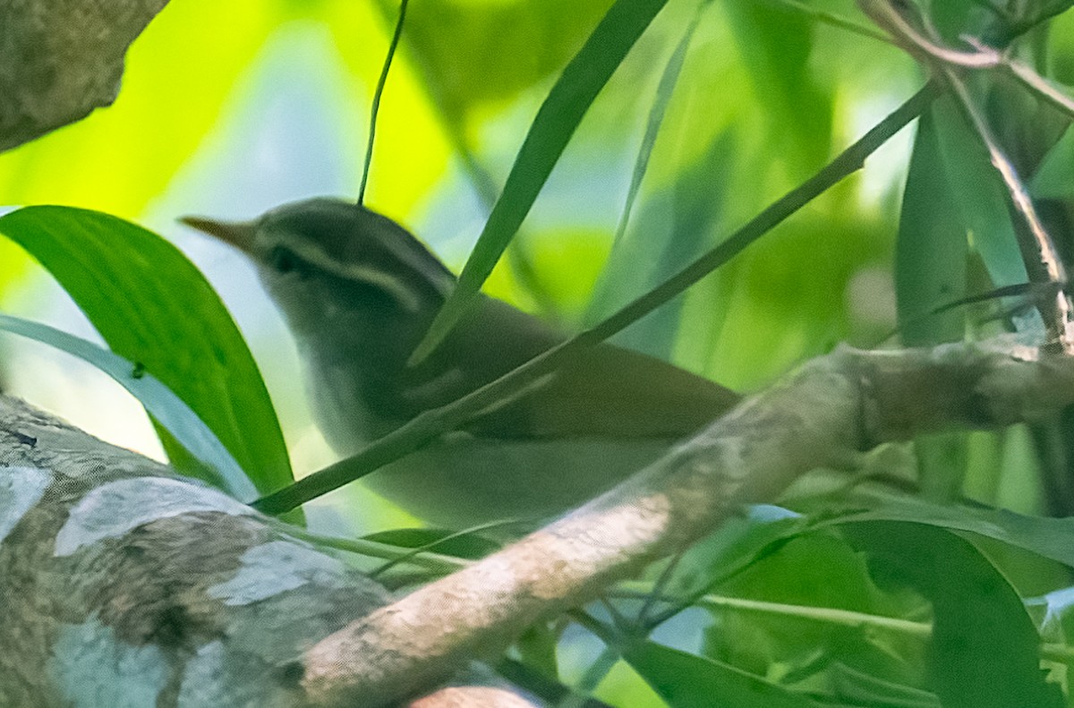 Blyth's Leaf Warbler - ML644931361
