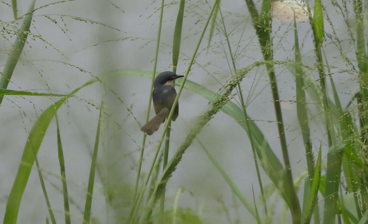 Ashy Prinia - ML644931366