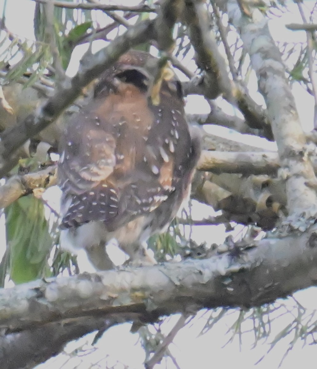 Pearl-spotted Owlet - ML644931370