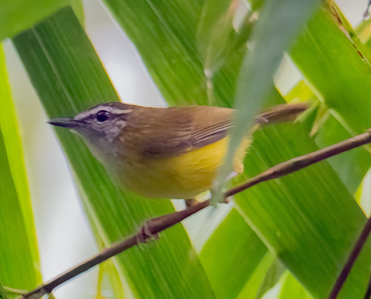 Yellow-bellied Warbler - ML644931378