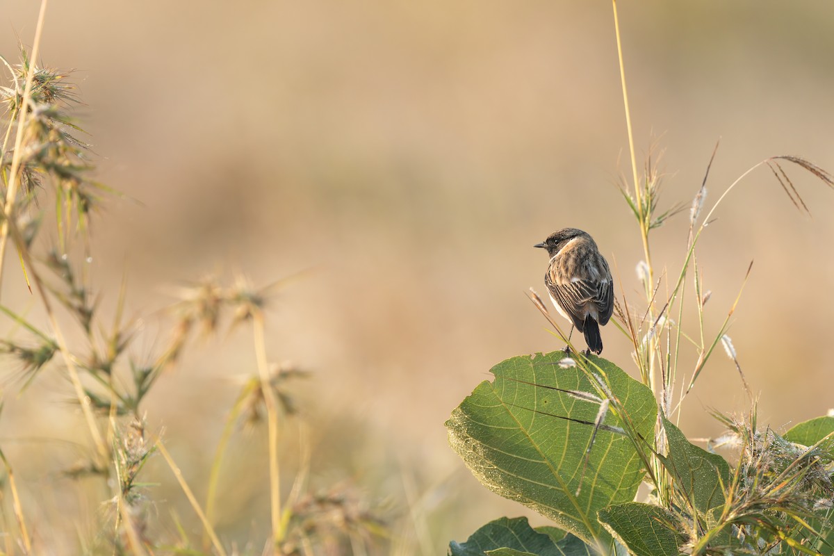 Siberian Stonechat - ML644931379