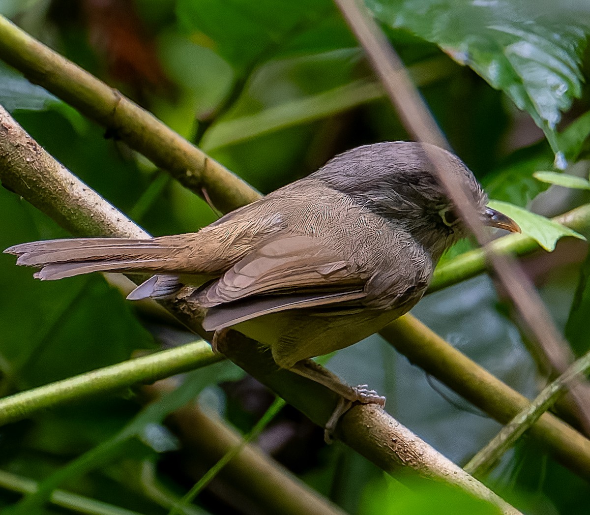 Nepal Fulvetta - ML644931390
