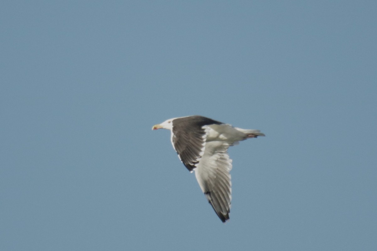 racek mořský - ML644931414