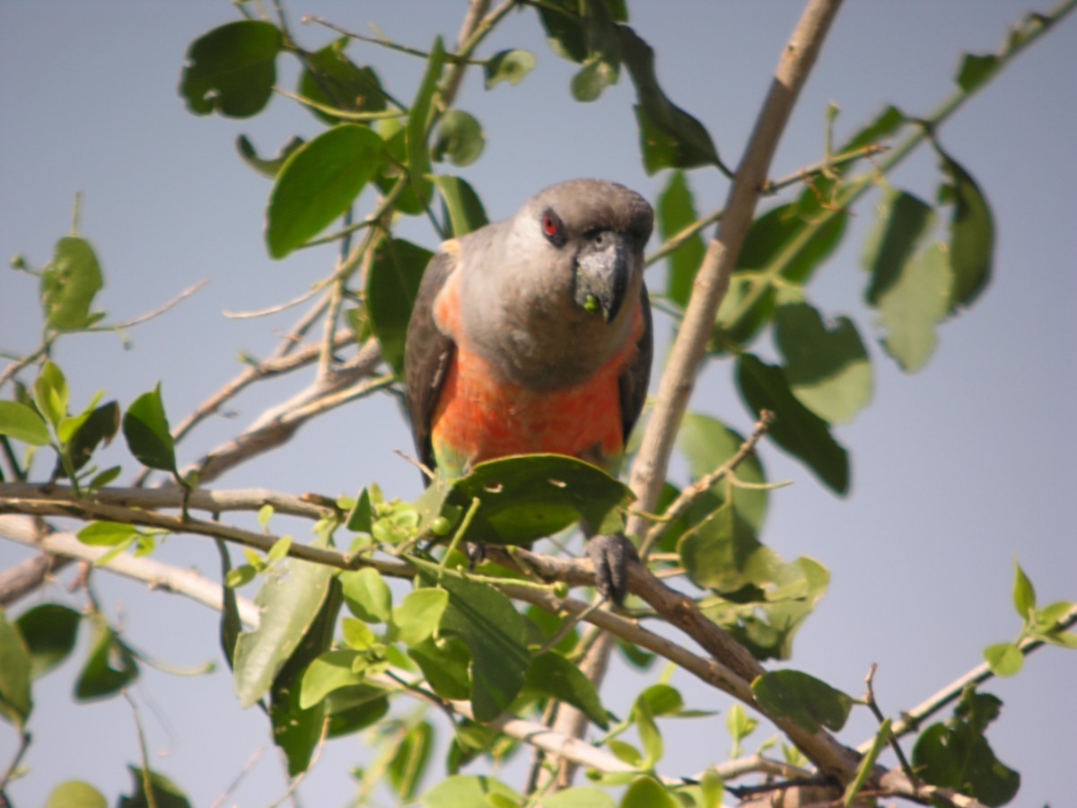 oransjebukpapegøye - ML644931437