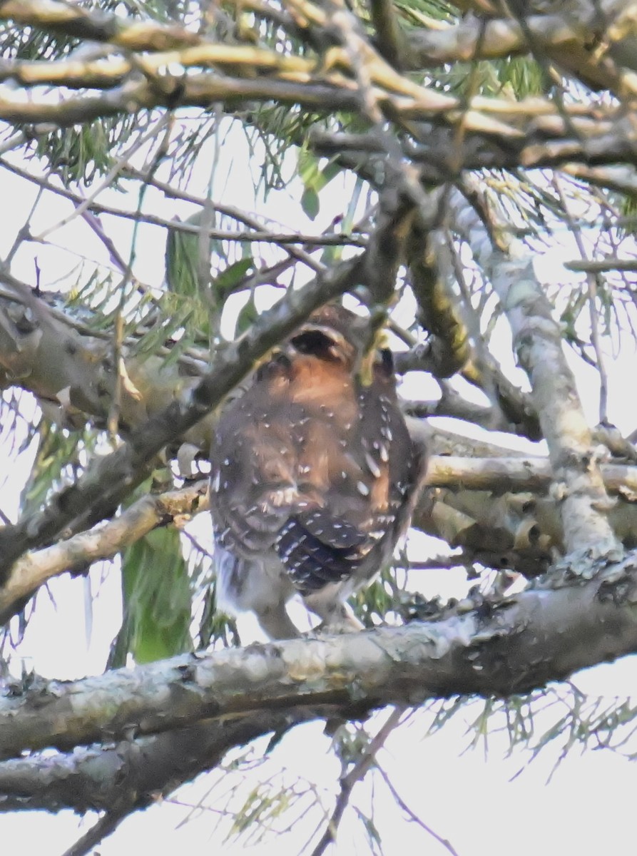 Pearl-spotted Owlet - ML644931451