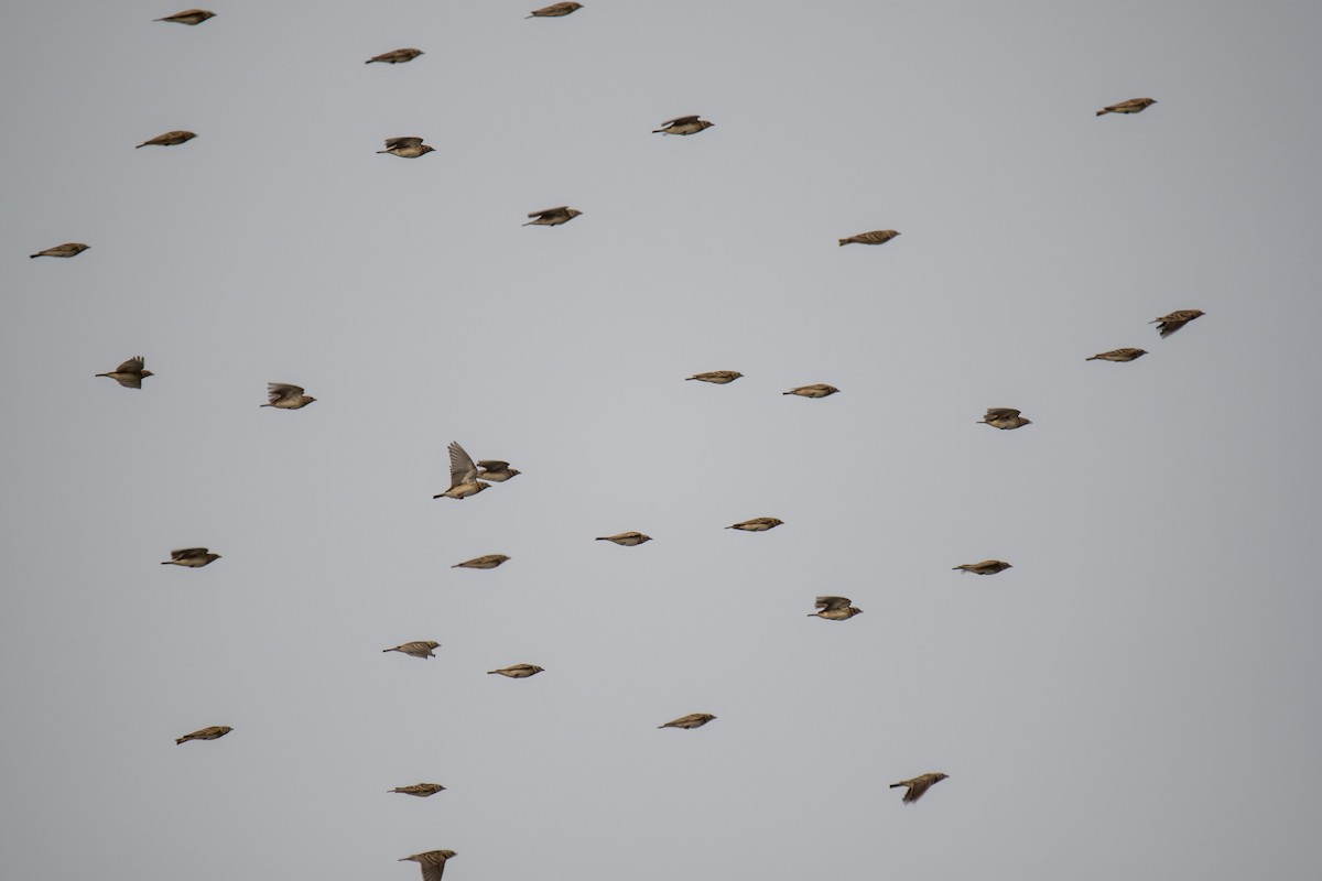 Alouette de Sykes - ML644931479