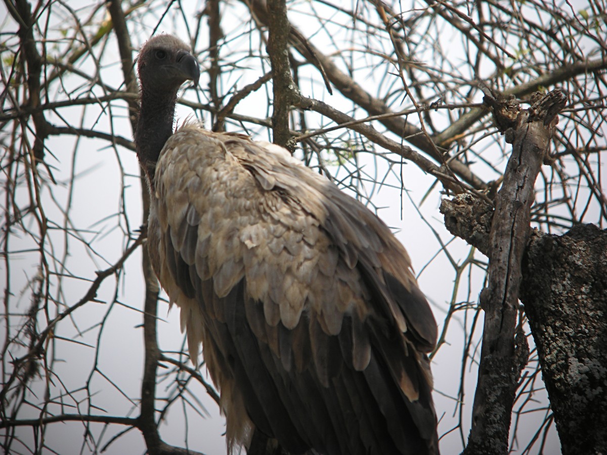 White-backed Vulture - ML644931548