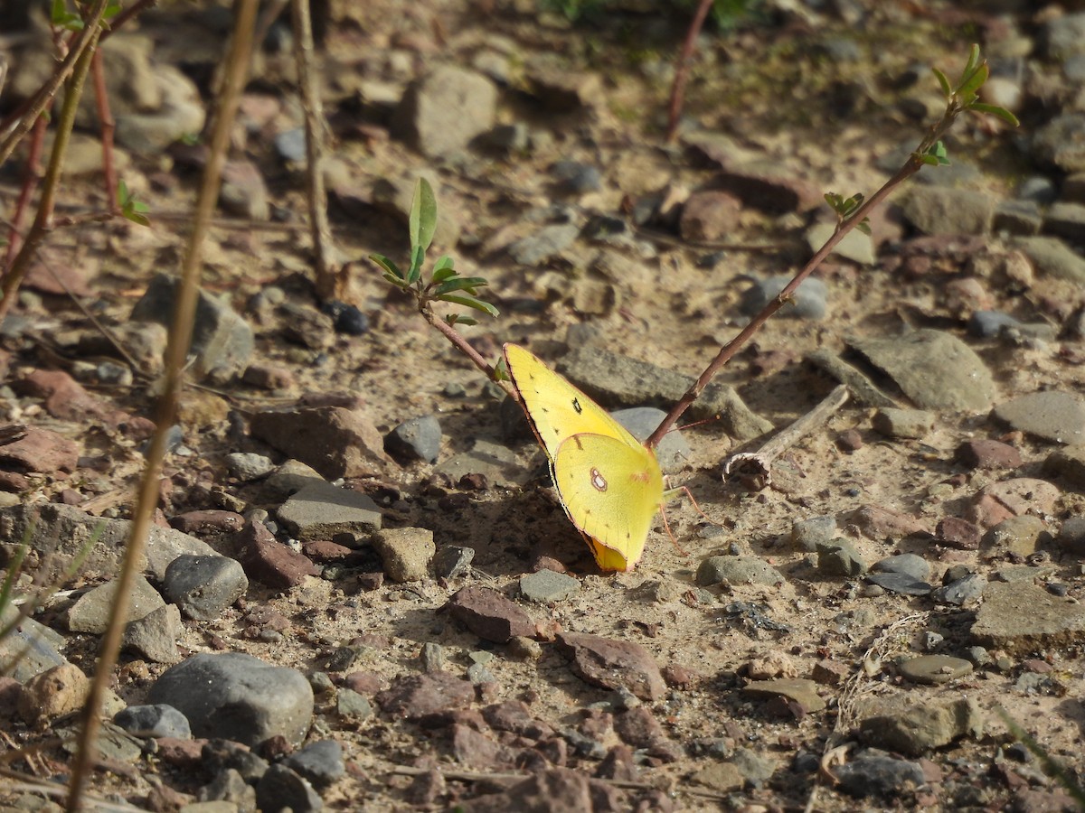 Whites, Yellows, and Sulphurs - ML644931555