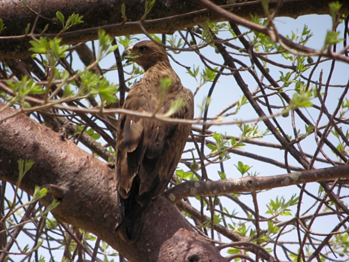 Tawny Eagle - ML644931565