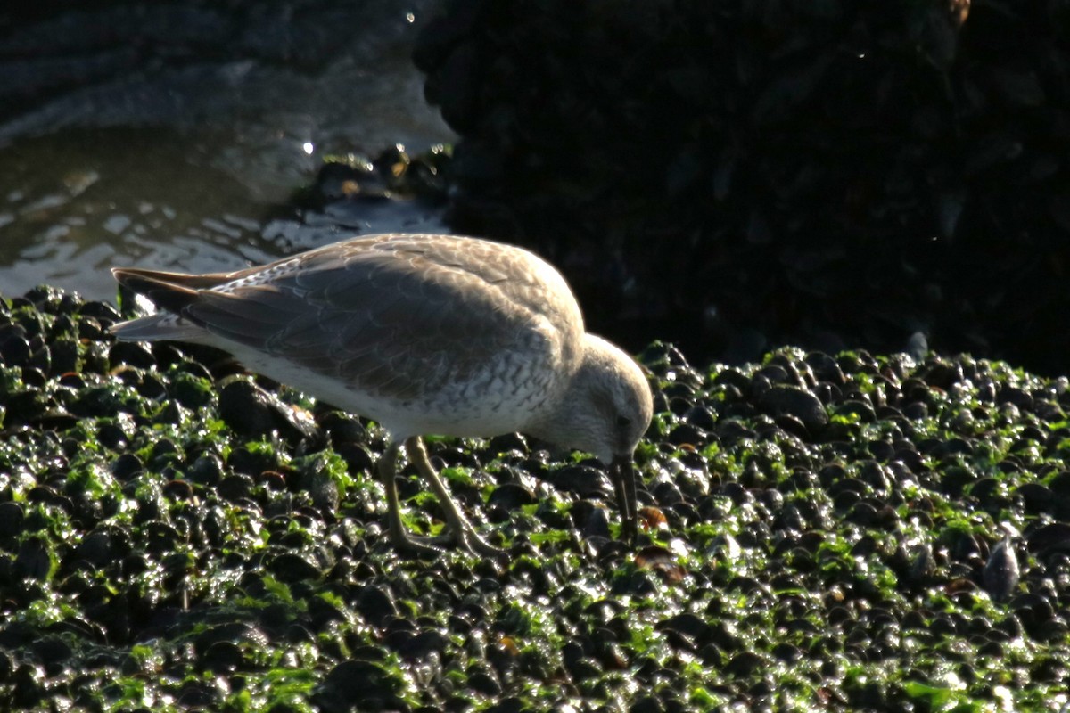 jespák rezavý - ML644931571