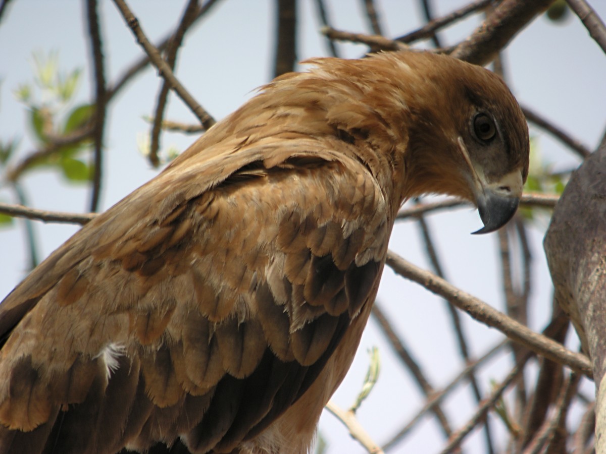 Tawny Eagle - ML644931588