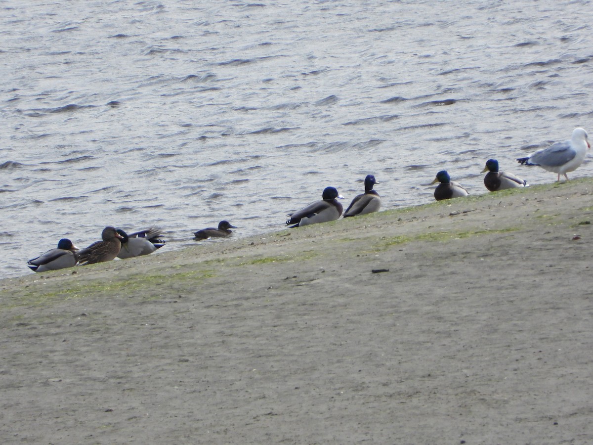 Greater Scaup - ML644931590
