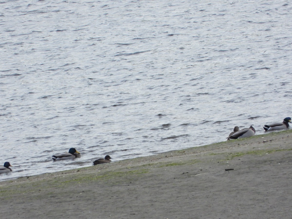 Greater Scaup - ML644931596