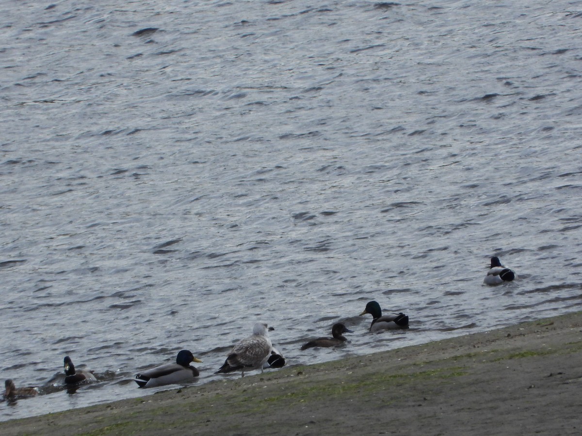 Greater Scaup - ML644931611