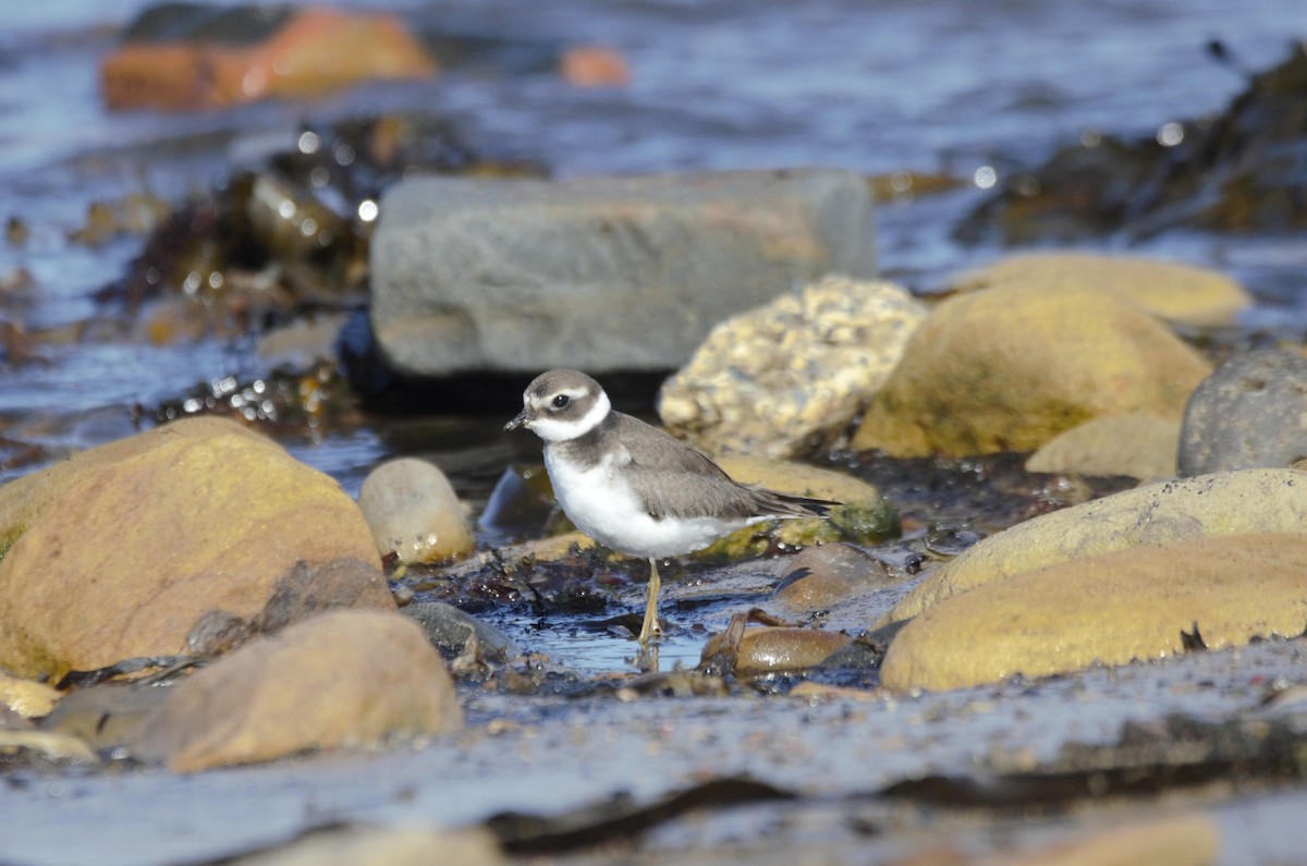 kulík písečný - ML644931615