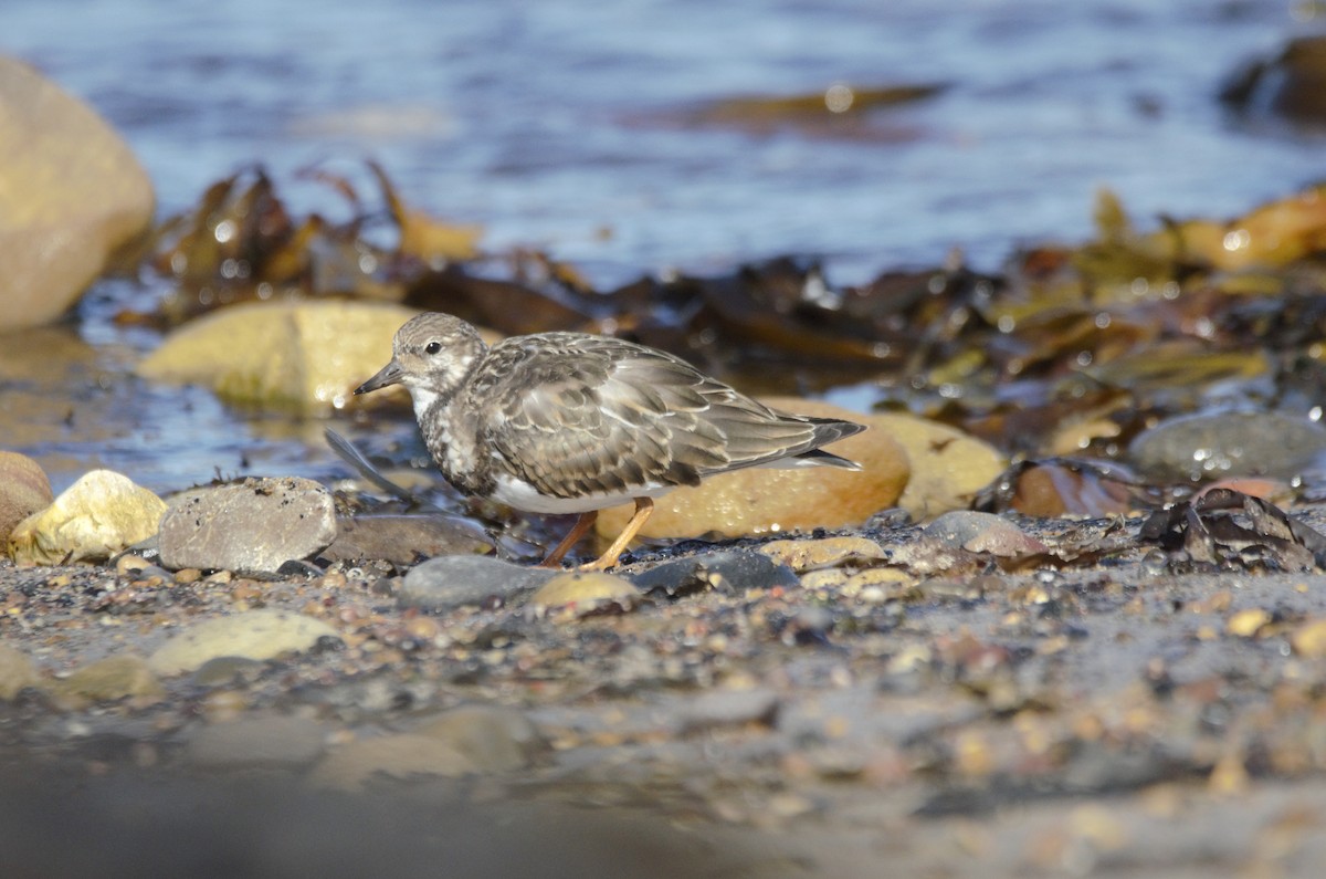 kamenáček pestrý - ML644931632