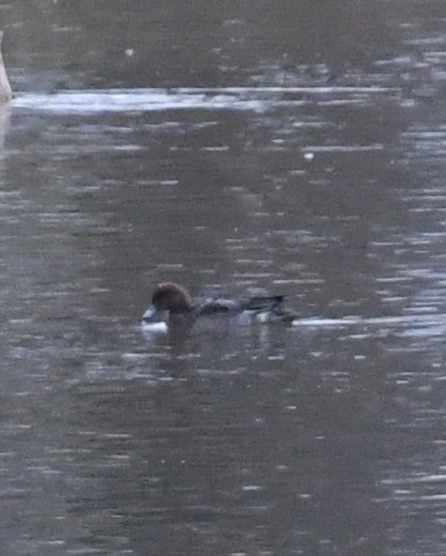Eurasian Wigeon - ML644931636