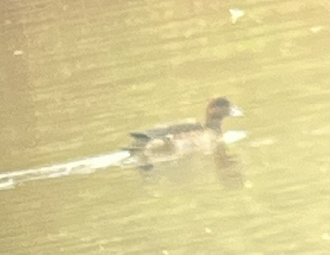 Eurasian Wigeon - ML644931637