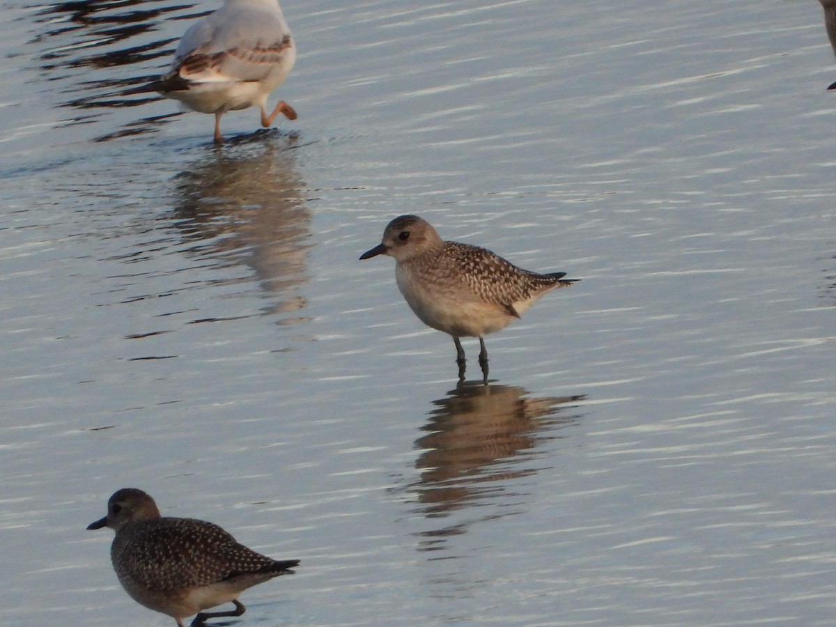 Black-bellied Plover - ML644931643