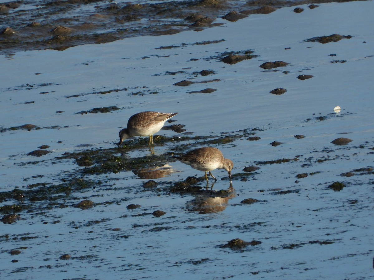 jespák rezavý - ML644931667