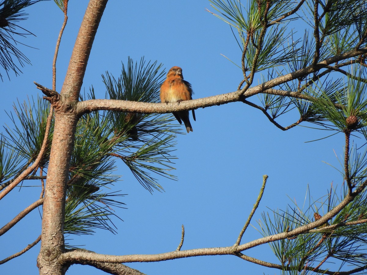 Red Crossbill - ML644931670