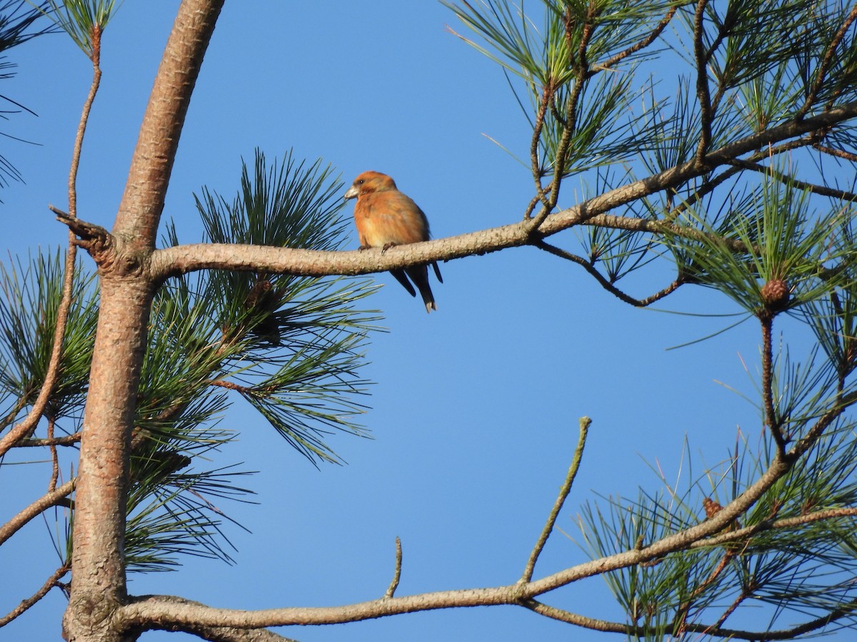 Red Crossbill - ML644931671
